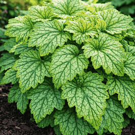 Гейхерелла Blue Ridge