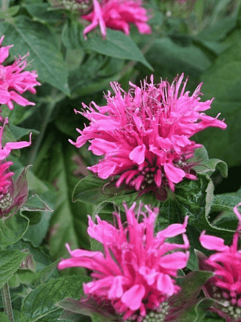 Монарда гибридная Cranberry Lace