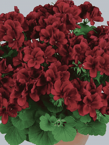 Пеларгония Toscana Florella Velvet