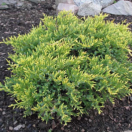 Можжевельник чешуйчатый Холгер Можжевельник чешуйчатый Холгер