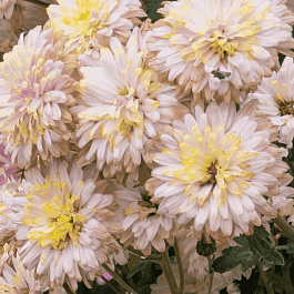 Хризантема корейская Нежность