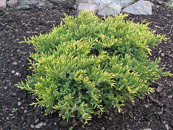 Можжевельник чешуйчатый Холгер Можжевельник чешуйчатый Холгер