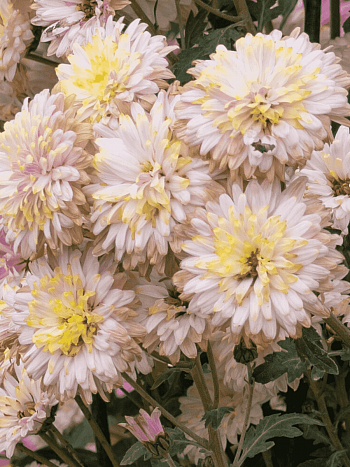 Хризантема корейская Нежность