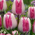 Тюльпан триумф Hotpants