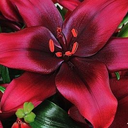 Лилия азиатская Форейнер