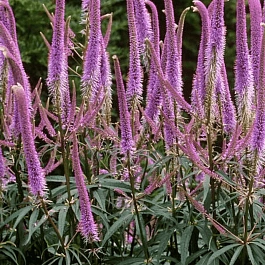 Вероникаструм виргинский Erica