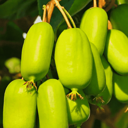 Актинидия Аргута Jumbo