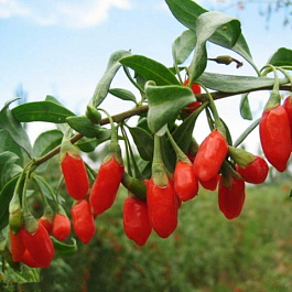 Годжи Биг Лайфберри