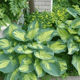 Хоста Great Expectations