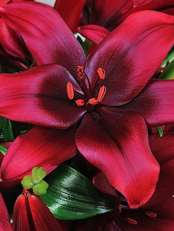 Лилия азиатская Форейнер