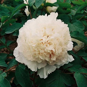 Пион древовидный Нефритовая Принцесса