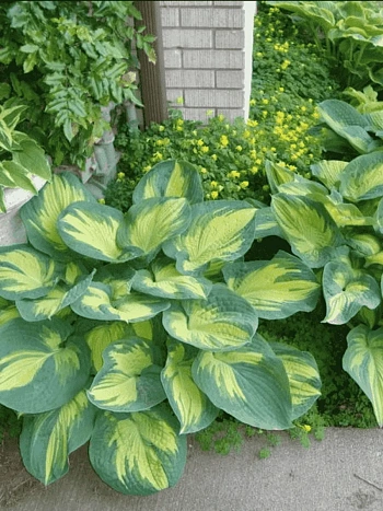 Хоста Great Expectations