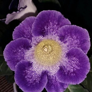 Глоксиния Тигринум Блу