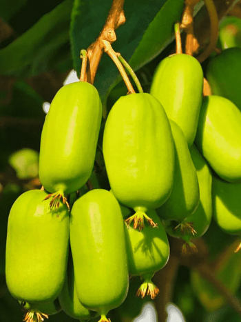 Актинидия Аргута Jumbo