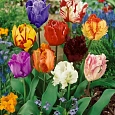 Тюльпан Махровый Смесь Окрасок