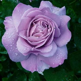 Роза чайно-гибридная Вальц Тайм