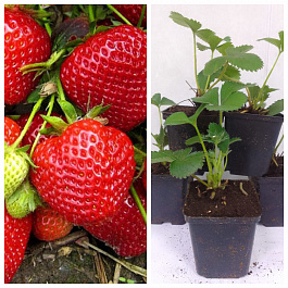 Земляника садовая Дарселект НАБОР 5ШТ