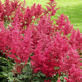 Астильба китайская Скайскрейпер НАБОР 2ШТ (1+1)