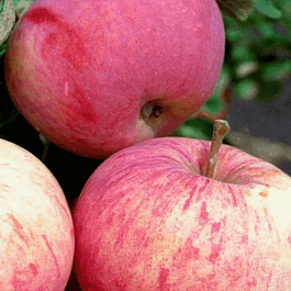 Яблоня Орлинка