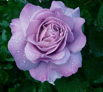 Роза чайно-гибридная Вальц Тайм