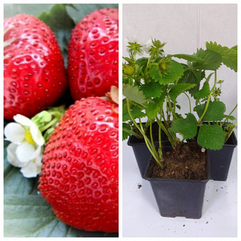 Земляника садовая Максим (Гигантелла Максим) НАБОР 3ШТ