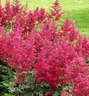 Астильба китайская Скайскрейпер НАБОР 2ШТ (1+1)