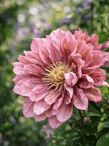 Клематис Pink Passion