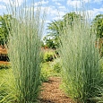 Схизахириум метельчатый Prairie Blues