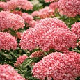 Гортензия древовидная  Pink Pincushion