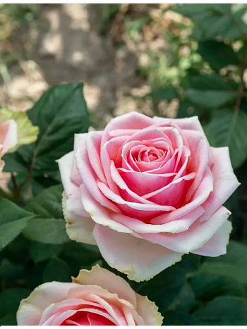 Роза чайно-гибридная King Kong