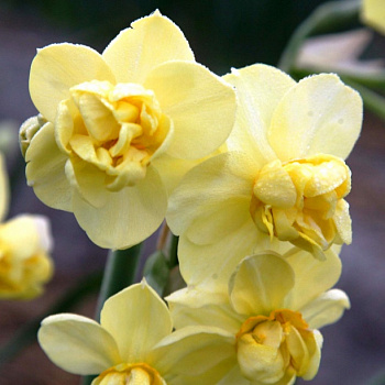 Нарцисс махровый Йеллоу Чирфулнесс