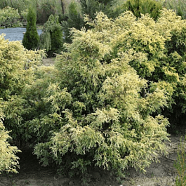 Кипарисовик горохоплодный squarrosa aurea nana