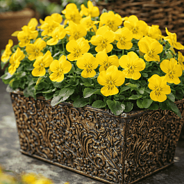 Виола рогатая Yellow Perfection