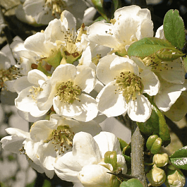 Айва великолепная Jet Trail