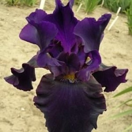 Ирис германский Black  Mercury