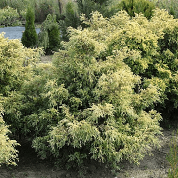 Кипарисовик горохоплодный squarrosa aurea nana