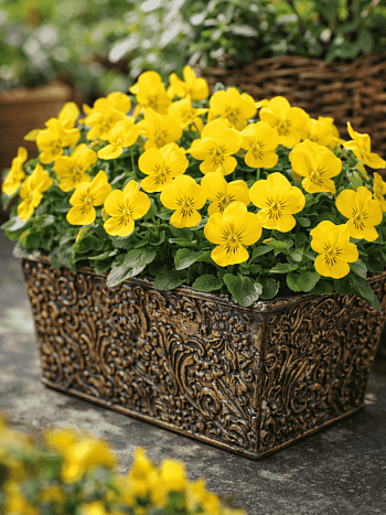 Виола рогатая Yellow Perfection