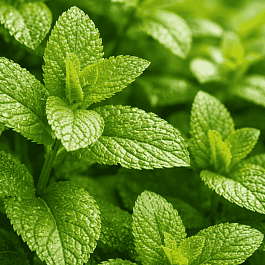 Мята колосистая English Lamb