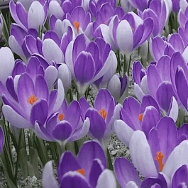 Крокус Vanguard