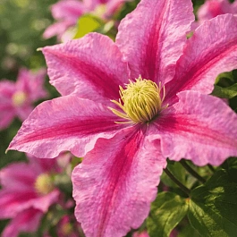 Клематис Rosamunde