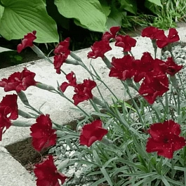 Гвоздика гратианополитанская Rubin