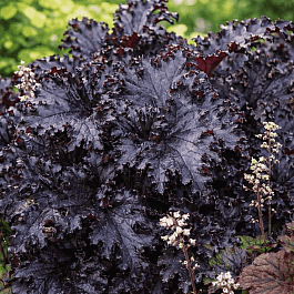 Гейхера Black Taffeta