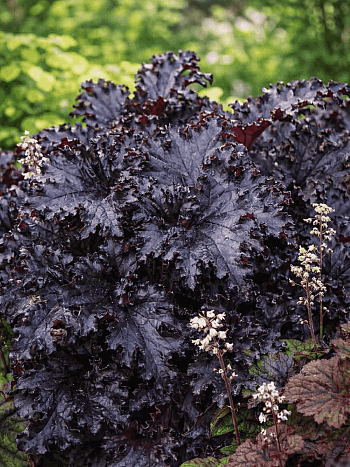 Гейхера Black Taffeta