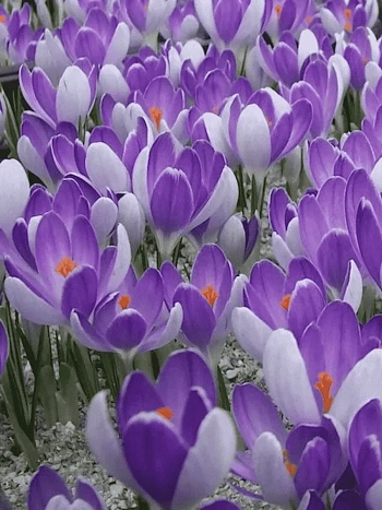 Крокус Vanguard