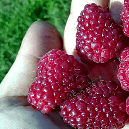 Малина обыкновенная Шапка Мономаха