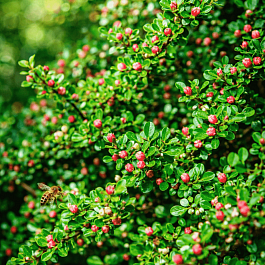 Кизильник горизонтальный Tangstedt