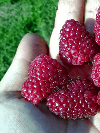 Малина обыкновенная Шапка Мономаха