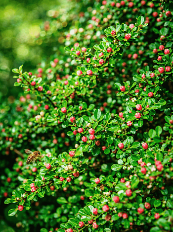Кизильник горизонтальный Tangstedt