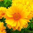 Кореопсис Золотой малыш Кореопсис Золотой малыш