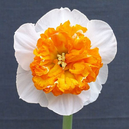 Нарцисс Амодей Моцарт